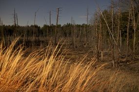 dry grass and dry trees in the forest