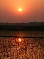 rice paddy beautiful sunset crop field