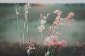 flowers on the field in the evening haze