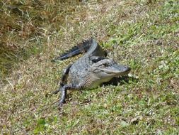 young alligator on grass