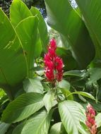 closeup photo of exotic red flower in peradeniya