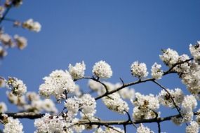 japanese cherry white blossom