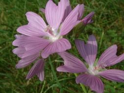 purple flowers in the garden in summer