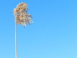 tall tree against a bright blue sky