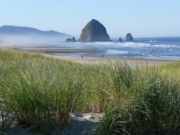 coast with green grass in the morning