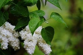 White Lilac in the garden