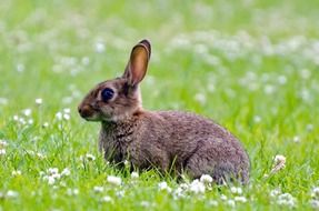 gray rabbit on a flowered meadow close up