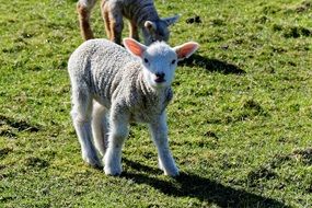 wool sheep baby