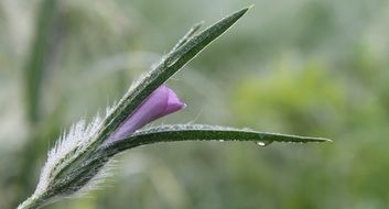 half open wildflower with dew drops, macro