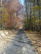 autumn leaves on the pavement in the forest