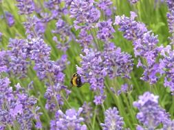 Hummel on the violet lavender flowers