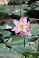 beautiful pink lotus flowers