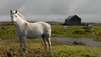 white horse on the background scenery of Ireland
