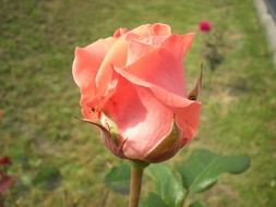 pastel rose in bud close up