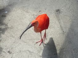 Bird with bright color