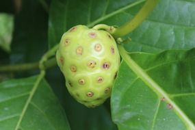 morinda citrifolia tropical fruit