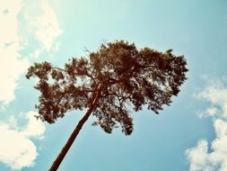 Beautiful pine tree