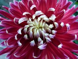 colorful burgundy dahlia