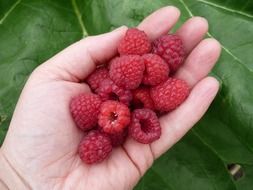 raspberries in hand on a background of green leaf