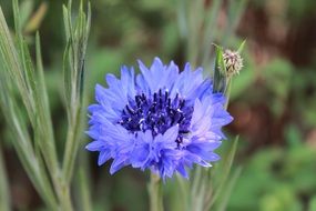 Blue flower blossomes on the field