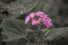 panicle of pink fluffy flowers