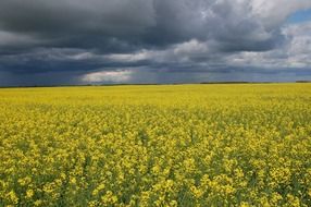 scenic stormy clouds in sky above blooming rapeseed field, france