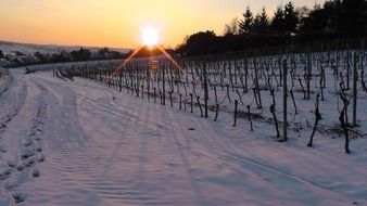 winter sunset at vineyard