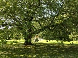 big tree with green leaves in the park