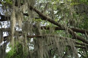 moss on the oak tree