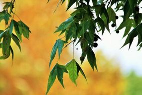 maple branches with seeds close-up