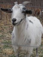 domestic goat on pasture