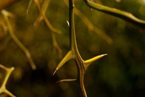 macro photo of vines with thorns