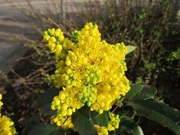 Yellow mahonia plant