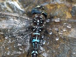 Dragonfly in raindrops close-up
