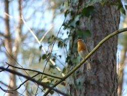 robin songbird forest portrait close