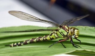 macro photo of colorful dragonfly