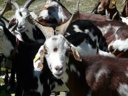 horned cute goats in the alps