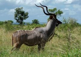 glaring antelope mammal