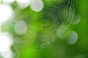 White spider web in the nature
