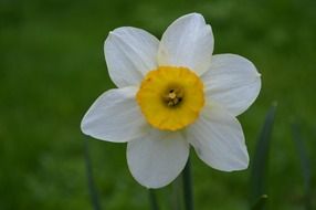 white yellow narcissus petals