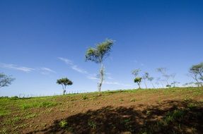 landscape with standalone trees