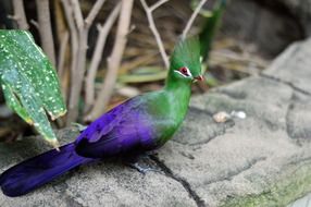 exotic green purple crested turaco bird