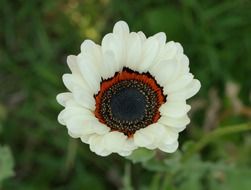 white flower plant beautiful macro
