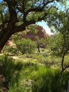 green trees on the background of rocks in Arizona
