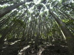 forest on the mountain