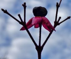 pink glorytree pant in the garden