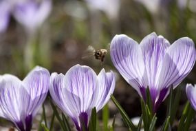 purple crocus in spring