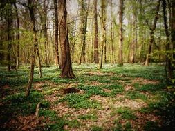 forest glade landscape