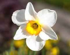 closeup picture of the narcissus blossom