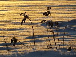 snow landscape with a back light